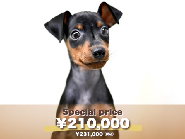 岡山県のミニチュアピンシャー (アミーゴ大安寺店/2025年8月19日生まれ/女の子/ブラックタン)の子犬の1枚目の画像