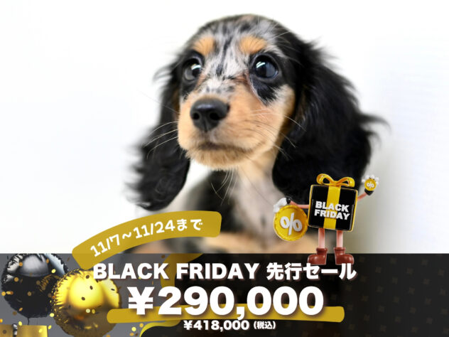 岡山県のミニチュアダックスフンド(ロング) (アミーゴ大安寺店/2025年8月13日生まれ/女の子/シルバーダップル)の子犬の1枚目の画像