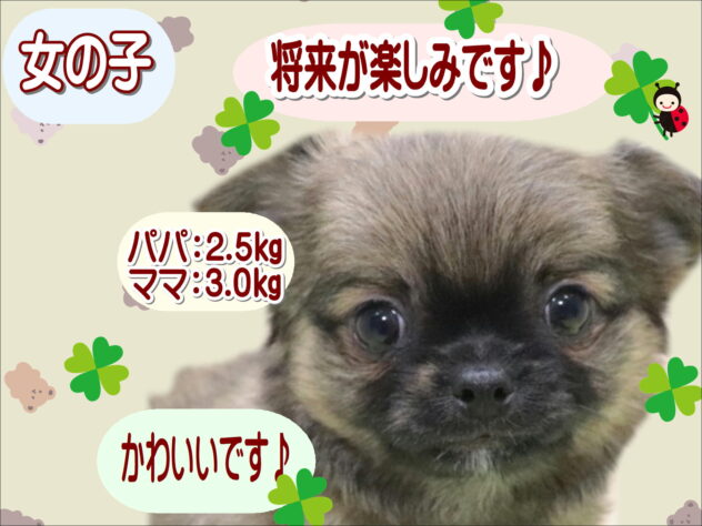 大阪府のチワワ(ロング) (アミーゴ鳳店/2025年9月21日生まれ/女の子/フォーン)の子犬の1枚目の画像