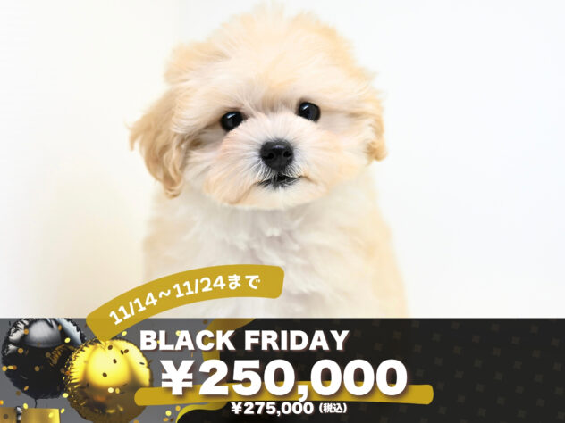 岡山県のハーフ犬・ミックス犬 (アミーゴ大安寺店/2025年8月26日生まれ/女の子/クリーム)の子犬の1枚目の画像