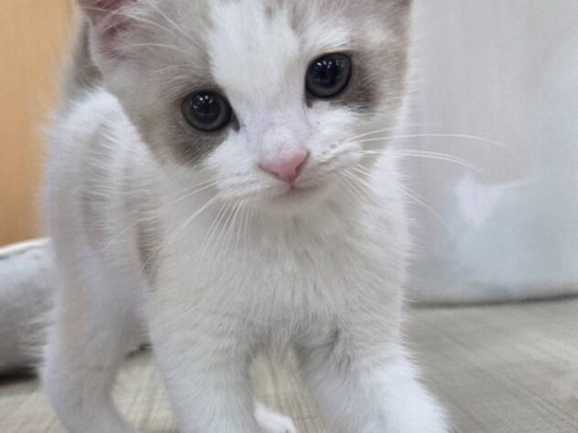 福島県のマンチカン (アミーゴ福島南店/2025年9月8日生まれ/女の子/その他色)の子猫