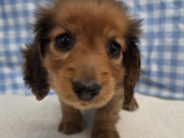 福島県のミニチュアダックスフンド(ロング) (アミーゴ福島南店/2025年9月21日生まれ/女の子/シェーデットレッド)の子犬