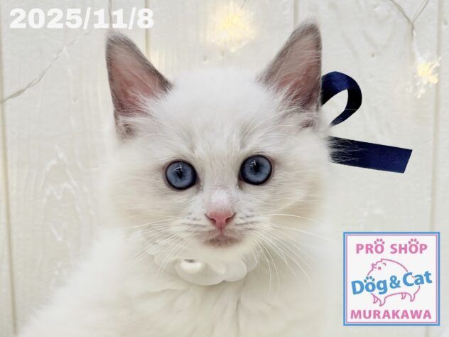 広島県のラグドール (アミーゴ大町店/2025年9月6日生まれ/男の子/ブルーポイントバイカラー)の子猫の1枚目の画像