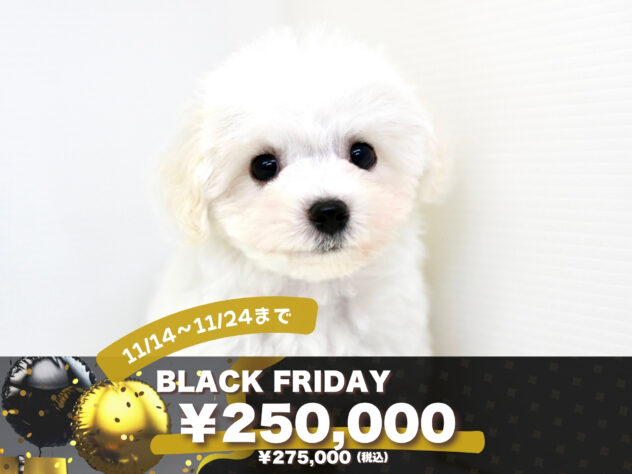 岡山県のビションフリーゼ (アミーゴ大安寺店/2025年8月23日生まれ/男の子/ホワイト)の子犬の1枚目の画像