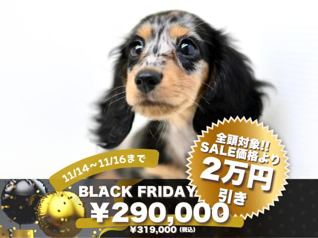 岡山県のミニチュアダックスフンド(ロング) (アミーゴ大安寺店/2025年8月13日生まれ/女の子/シルバーダップル)の子犬の1枚目の画像