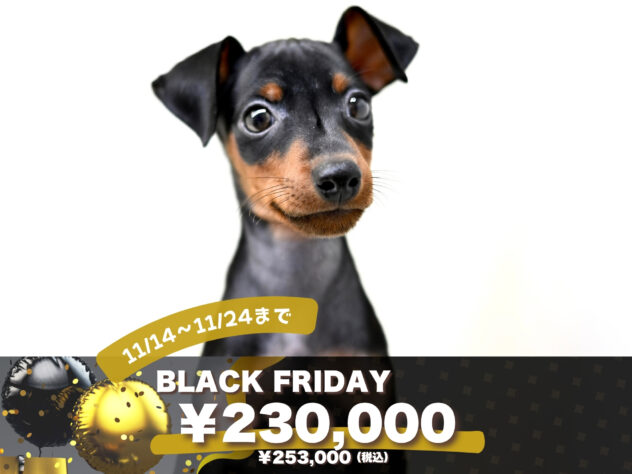 岡山県のミニチュアピンシャー (アミーゴ大安寺店/2025年8月19日生まれ/女の子/ブラックタン)の子犬の1枚目の画像