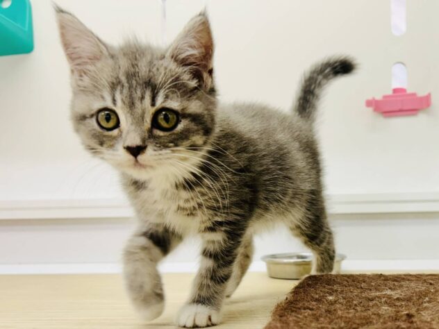 岡山県のノルウェージャンフォレストキャット (アミーゴ水島店/2025年8月28日生まれ/女の子/ブルータビーホワイト)の子猫の2枚目の画像