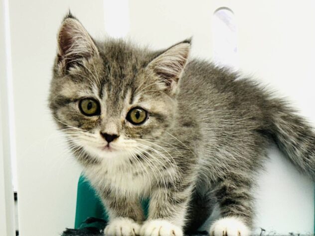 岡山県のノルウェージャンフォレストキャット (アミーゴ水島店/2025年8月28日生まれ/女の子/ブルータビーホワイト)の子猫