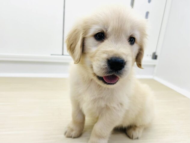 岡山県のゴールデンレトリバー (アミーゴ水島店/2025年9月2日生まれ/男の子/クリーム)の子犬の1枚目の画像