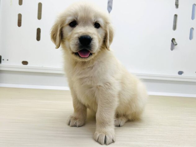 岡山県のゴールデンレトリバー (アミーゴ水島店/2025年9月2日生まれ/男の子/クリーム)の子犬の1枚目の画像