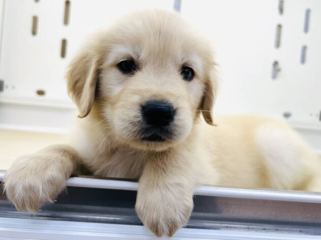 岡山県のゴールデンレトリバー (アミーゴ水島店/2025年9月2日生まれ/男の子/クリーム)の子犬の2枚目の画像
