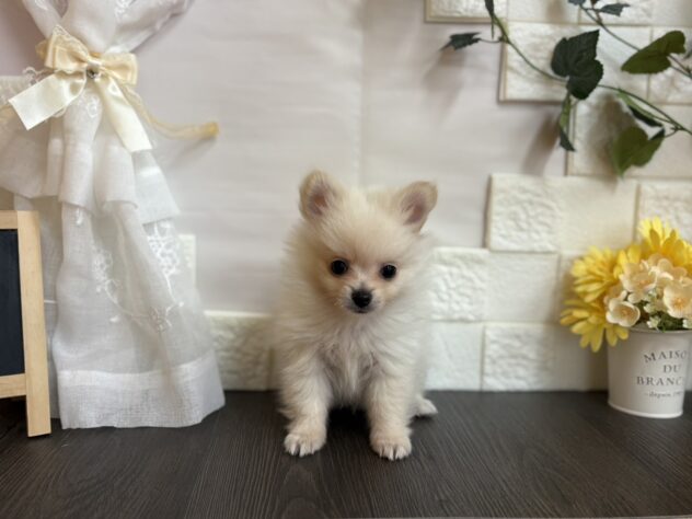 宮城県のハーフ犬・ミックス犬 (アミーゴ古川駅前店/2025年8月23日生まれ/男の子/ホワイト)の子犬の2枚目の画像