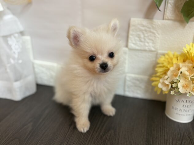 宮城県のハーフ犬・ミックス犬 (アミーゴ古川駅前店/2025年8月23日生まれ/男の子/ホワイト)の子犬の1枚目の画像