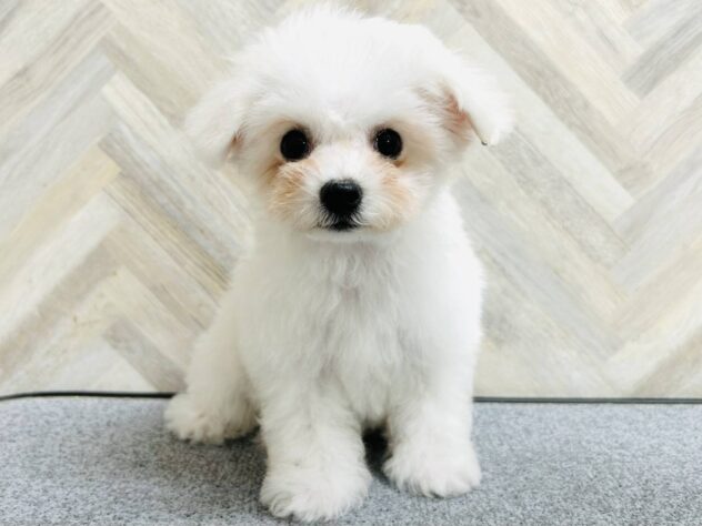 岡山県のビションフリーゼ (アミーゴ水島店/2025年8月25日生まれ/女の子/ホワイト)の子犬の2枚目の画像