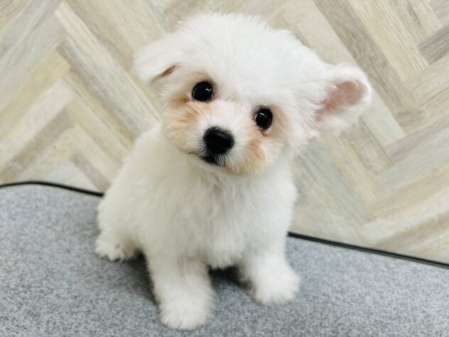 岡山県のビションフリーゼ (アミーゴ水島店/2025年8月25日生まれ/女の子/ホワイト)の子犬