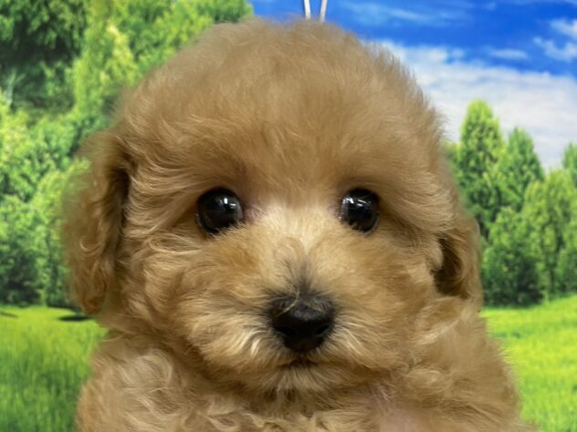 和歌山県のトイプードル(トイ) (アミーゴ和歌山太田店/2025年9月8日生まれ/女の子/アプリコット)の子犬の1枚目の画像