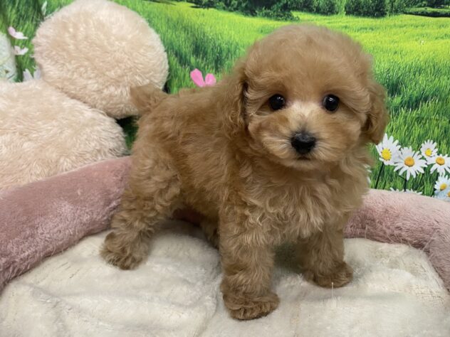 和歌山県のトイプードル(トイ) (アミーゴ和歌山太田店/2025年9月8日生まれ/女の子/アプリコット)の子犬の3枚目の画像