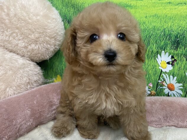 和歌山県のトイプードル(トイ) (アミーゴ和歌山太田店/2025年9月8日生まれ/女の子/アプリコット)の子犬の2枚目の画像