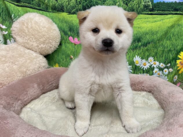 和歌山県の豆柴 (アミーゴ和歌山太田店/2025年9月9日生まれ/女の子/白)の子犬の2枚目の画像