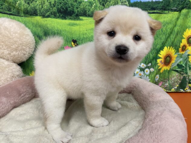 和歌山県の豆柴 (アミーゴ和歌山太田店/2025年9月9日生まれ/女の子/白)の子犬の3枚目の画像