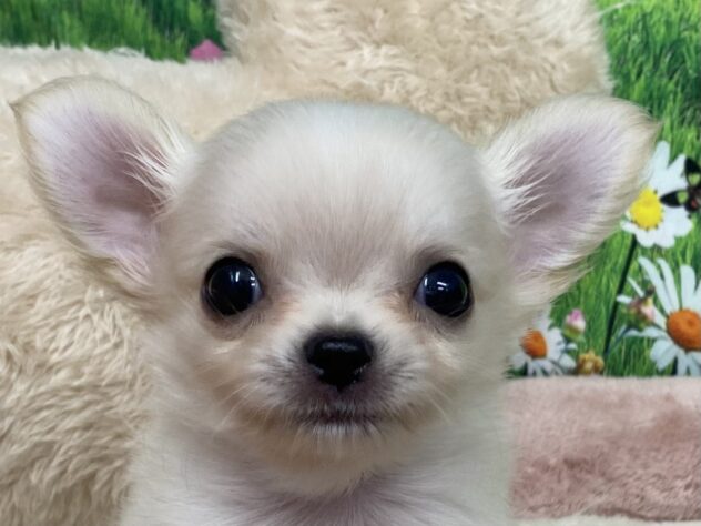 和歌山県のチワワ(ロング) (アミーゴ和歌山太田店/2025年9月9日生まれ/男の子/クリーム)の子犬の1枚目の画像