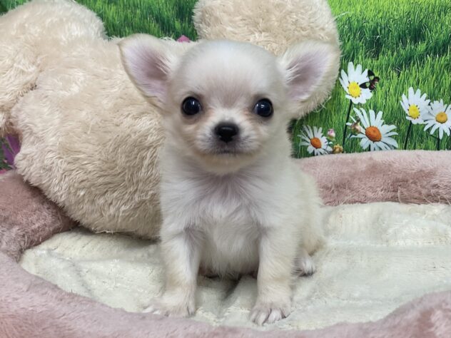 和歌山県のチワワ(ロング) (アミーゴ和歌山太田店/2025年9月9日生まれ/男の子/クリーム)の子犬の2枚目の画像