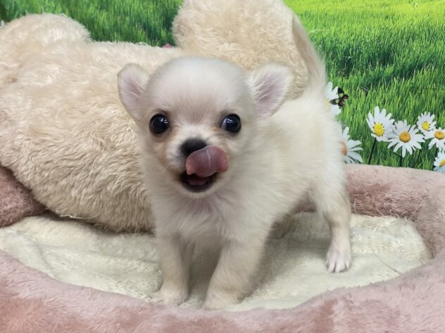 和歌山県のチワワ(ロング) (アミーゴ和歌山太田店/2025年9月9日生まれ/男の子/クリーム)の子犬の3枚目の画像