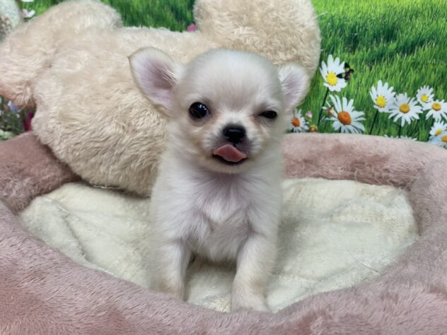 和歌山県のチワワ(ロング) (アミーゴ和歌山太田店/2025年9月9日生まれ/男の子/クリーム)の子犬の4枚目の画像