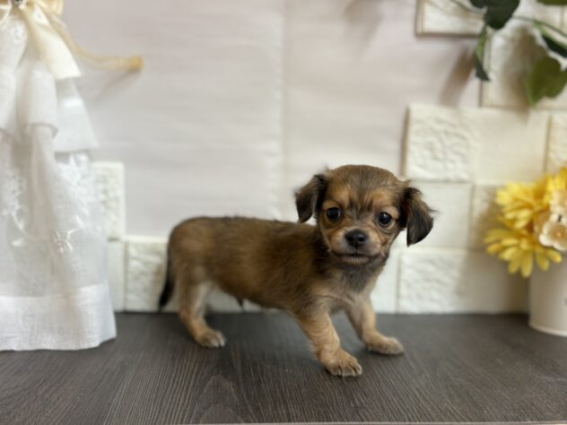 宮城県のハーフ犬・ミックス犬 (アミーゴ古川駅前店/2025年9月9日生まれ/男の子/レッド)の子犬の2枚目の画像