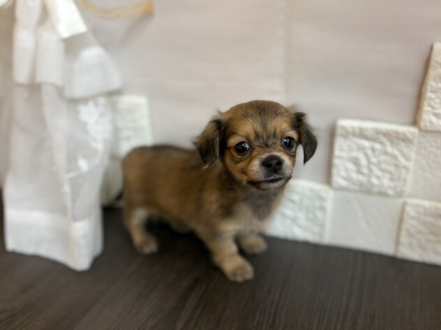 宮城県のハーフ犬・ミックス犬 (アミーゴ古川駅前店/2025年9月9日生まれ/男の子/レッド)の子犬の1枚目の画像