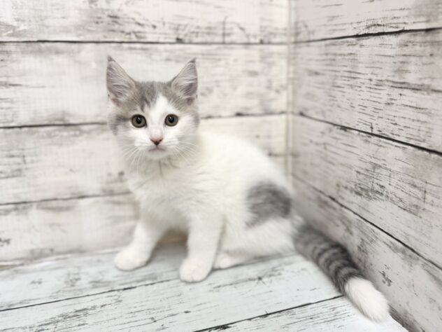 福島県のマンチカン (アミーゴいわき店/2025年9月9日生まれ/男の子/ブルーホワイト)の子猫の1枚目の画像