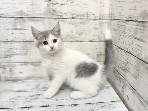 福島県のマンチカン (アミーゴいわき店/2025年9月9日生まれ/男の子/ブルーホワイト)の子猫の2枚目の画像