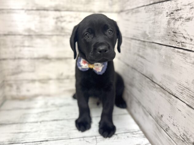 福島県のラブラドールレトリーバー (アミーゴいわき店/2025年9月8日生まれ/男の子/ブラック)の子犬の1枚目の画像