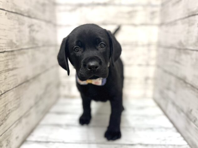 福島県のラブラドールレトリーバー (アミーゴいわき店/2025年9月8日生まれ/男の子/ブラック)の子犬の2枚目の画像