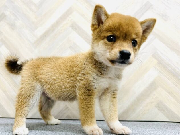 岡山県の豆柴 (アミーゴ水島店/2025年9月6日生まれ/男の子/赤)の子犬の2枚目の画像