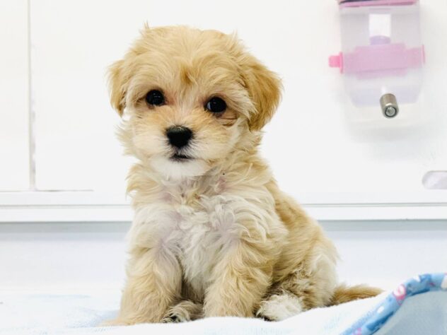 岡山県のハーフ犬・ミックス犬 (アミーゴ水島店/2025年9月6日生まれ/女の子/アプリコット)の子犬の2枚目の画像