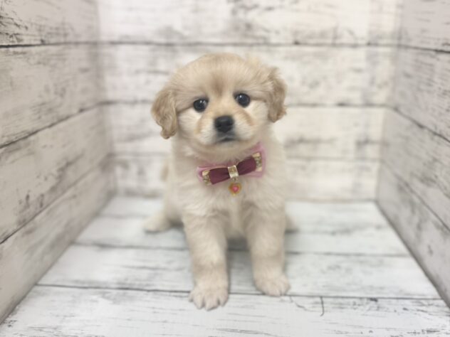 福島県のハーフ犬・ミックス犬 (アミーゴいわき店/2025年9月9日生まれ/女の子/クリーム)の子犬の1枚目の画像