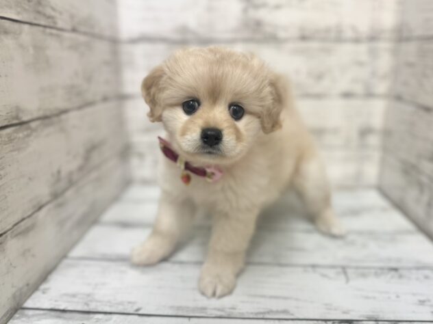 福島県のハーフ犬・ミックス犬 (アミーゴいわき店/2025年9月9日生まれ/女の子/クリーム)の子犬の2枚目の画像