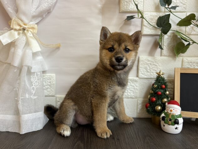 宮城県の柴犬(標準サイズ) (アミーゴ古川駅前店/2025年9月2日生まれ/女の子/赤)の子犬の2枚目の画像