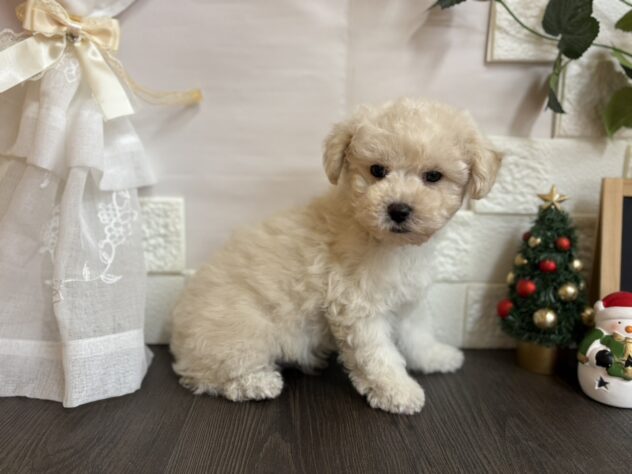 宮城県のハーフ犬・ミックス犬 (アミーゴ古川駅前店/2025年9月13日生まれ/男の子/06 ホワイト系)の子犬の2枚目の画像