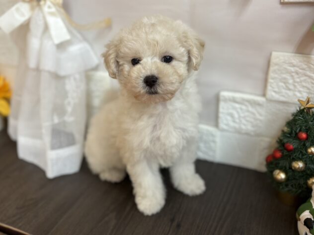 宮城県のハーフ犬・ミックス犬 (アミーゴ古川駅前店/2025年9月13日生まれ/男の子/06 ホワイト系)の子犬の1枚目の画像