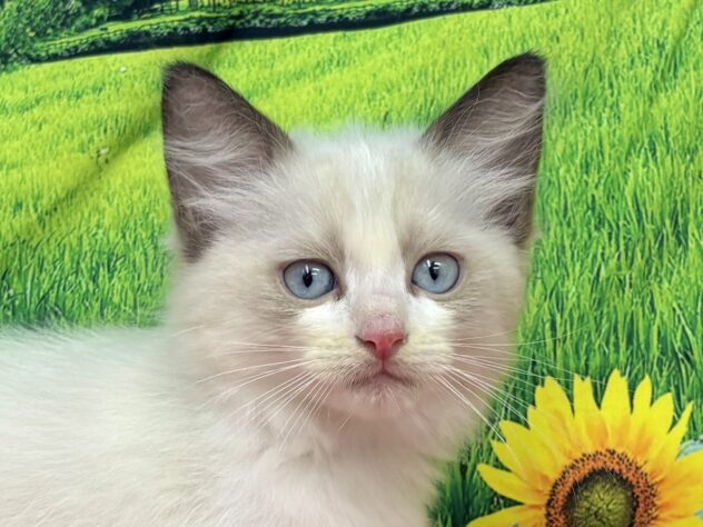 和歌山県のラグドール (アミーゴ和歌山太田店/2025年9月15日生まれ/男の子/ブルーポイントバイカラー)の子猫