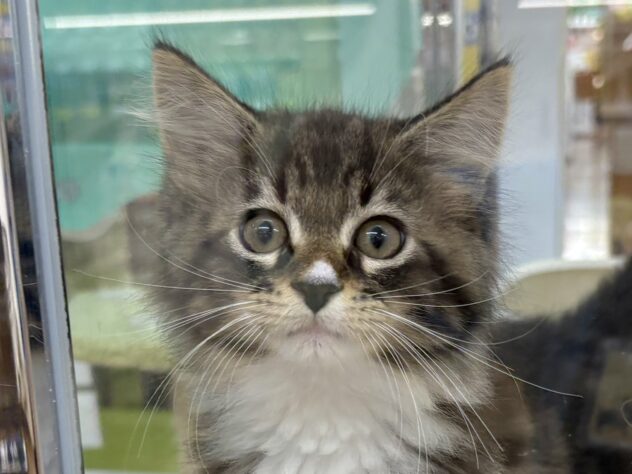 和歌山県のメインクーン (アミーゴ和歌山太田店/2025年9月11日生まれ/女の子/ブラウンタビーホワイト)の子猫の1枚目の画像