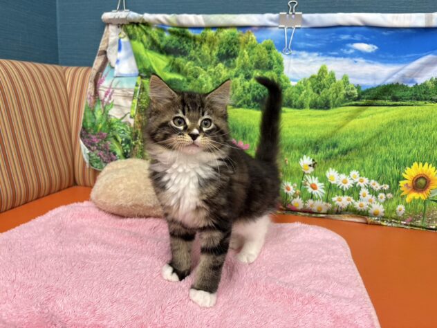 和歌山県のメインクーン (アミーゴ和歌山太田店/2025年9月11日生まれ/女の子/ブラウンタビーホワイト)の子猫の3枚目の画像