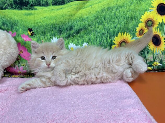 和歌山県のノルウェージャンフォレストキャット (アミーゴ和歌山太田店/2025年9月15日生まれ/男の子/クリームタビーホワイト)の子猫の4枚目の画像