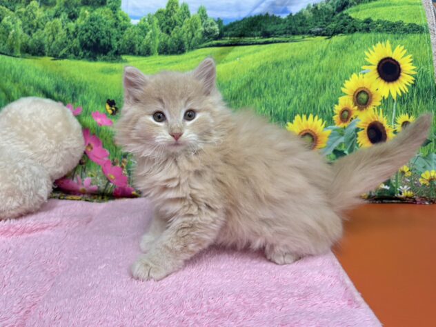 和歌山県のノルウェージャンフォレストキャット (アミーゴ和歌山太田店/2025年9月15日生まれ/男の子/クリームタビーホワイト)の子猫の2枚目の画像