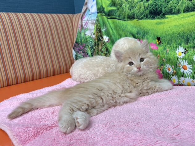 和歌山県のノルウェージャンフォレストキャット (アミーゴ和歌山太田店/2025年9月15日生まれ/男の子/クリームタビーホワイト)の子猫の3枚目の画像