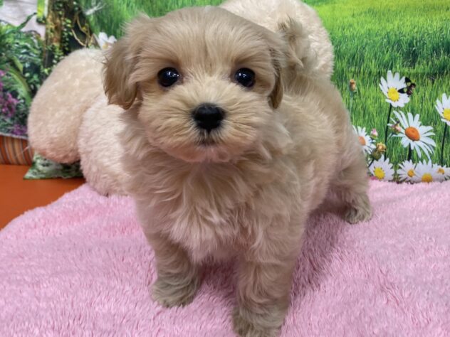 和歌山県のハーフ犬・ミックス犬 (アミーゴ和歌山太田店/2025年9月14日生まれ/女の子/クリーム)の子犬の2枚目の画像