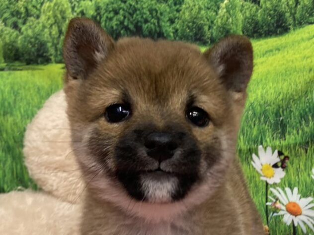 和歌山県の豆柴 (アミーゴ和歌山太田店/2025年9月16日生まれ/女の子/赤)の子犬