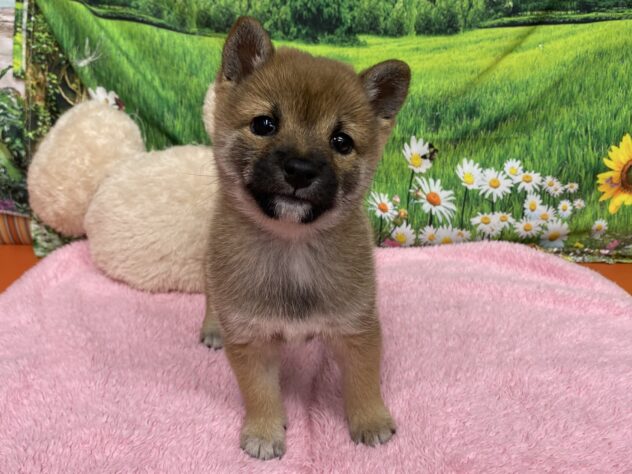 和歌山県の豆柴 (アミーゴ和歌山太田店/2025年9月16日生まれ/女の子/赤)の子犬の3枚目の画像